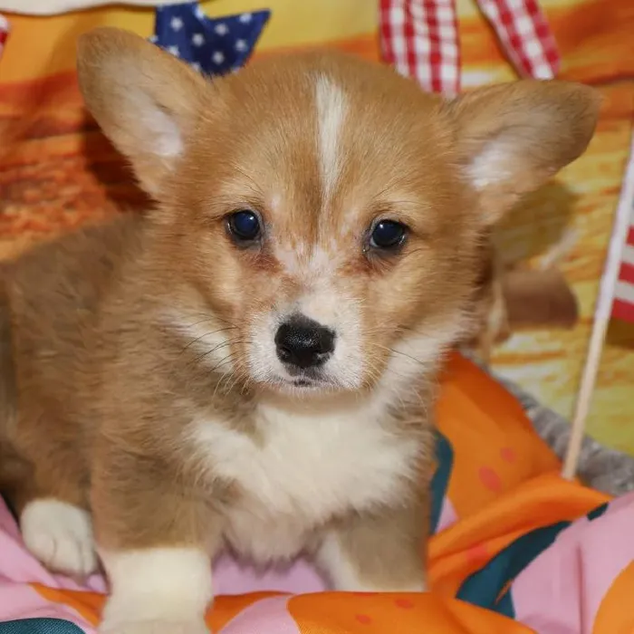 Male Pembroke Welsh Corgi puppy named Milo for sale at Petland Monroeville.
