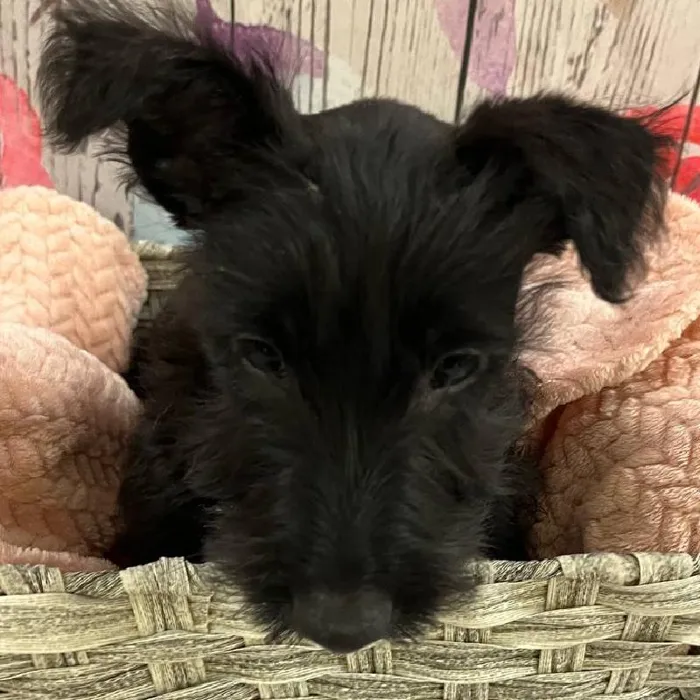 Male Scottish Terrier Puppy for Sale in Monroeville, PA