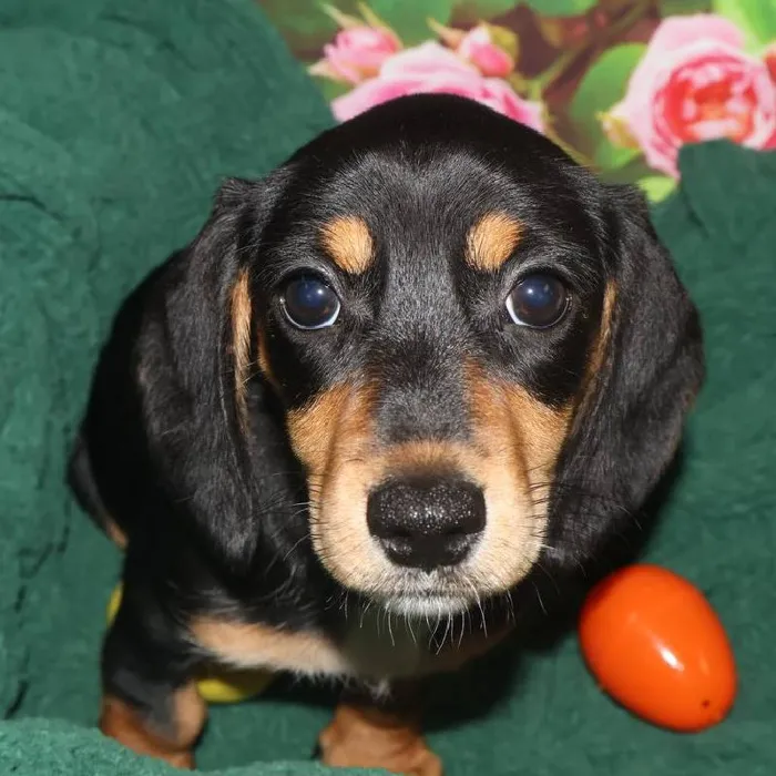Female Dachshund Puppy for Sale in Monroeville, PA