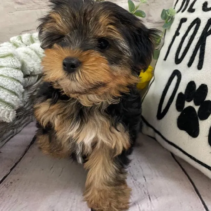 Female Yorkie Puppy for Sale in Monroeville, PA