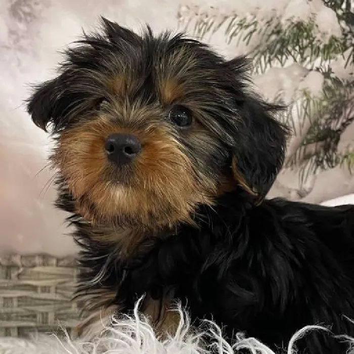 Female Yorkie Puppy for Sale in Monroeville, PA