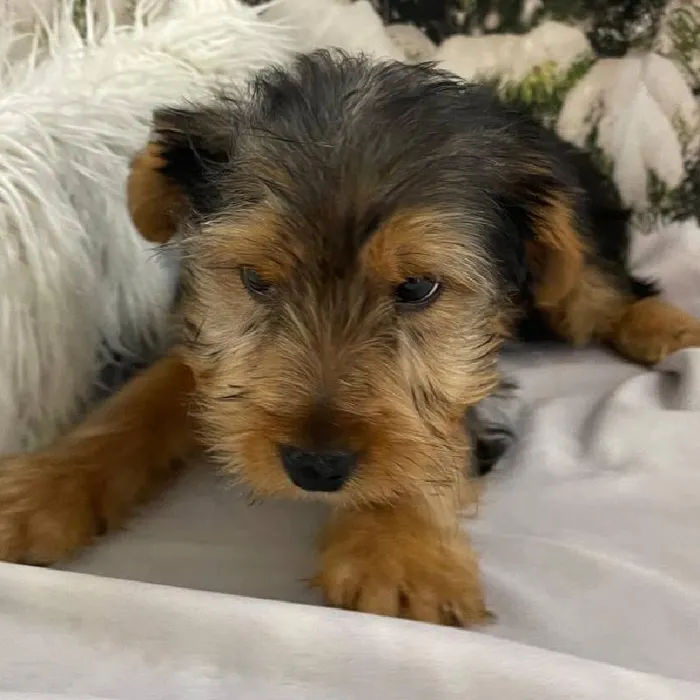 Male Yorkie Puppy for Sale in Monroeville, PA