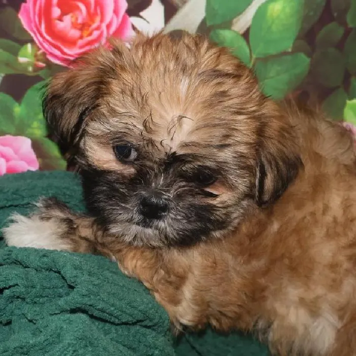 Female Shih Tzu Puppy for Sale in Monroeville, PA