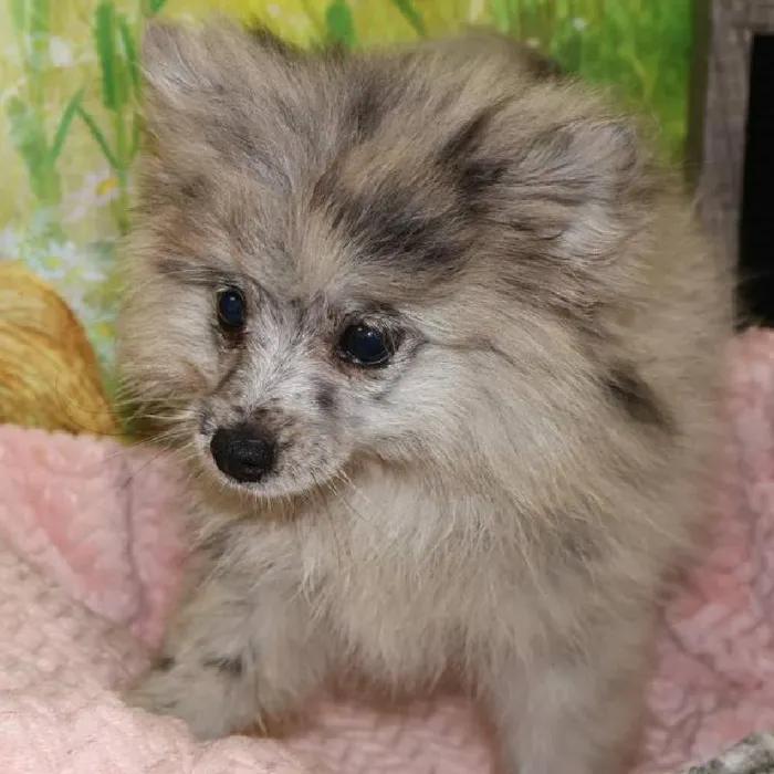 Female Pomeranian puppy named Lexi for sale at Petland Monroeville.
