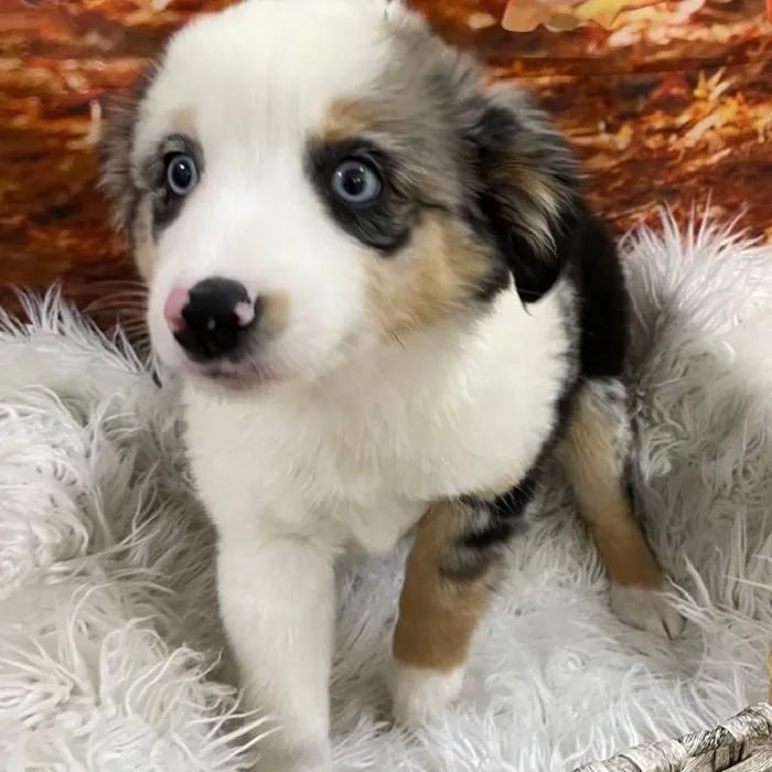 Female Australian Shepherd Puppy for Sale in Monroeville, PA