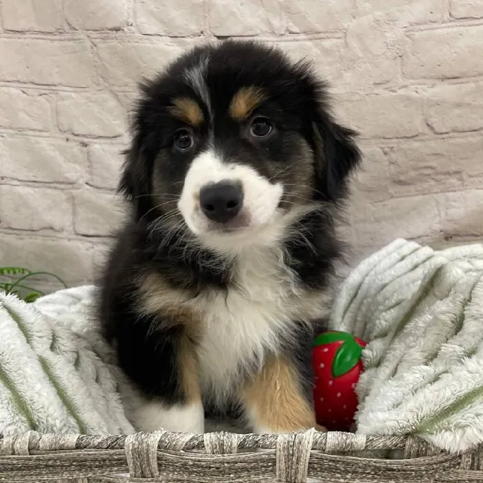 Female Australian Shepherd Puppy for Sale in Monroeville, PA