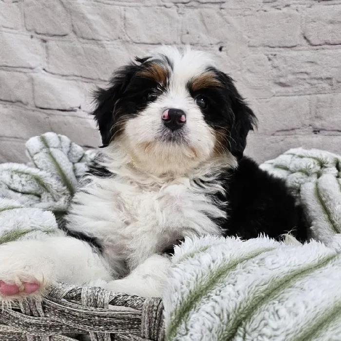 Female Mini Bernedoodle Puppy for Sale in Monroeville, PA