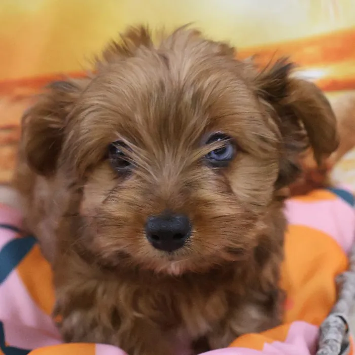 Male Yorkie puppy named Kai for sale at Petland Monroeville.