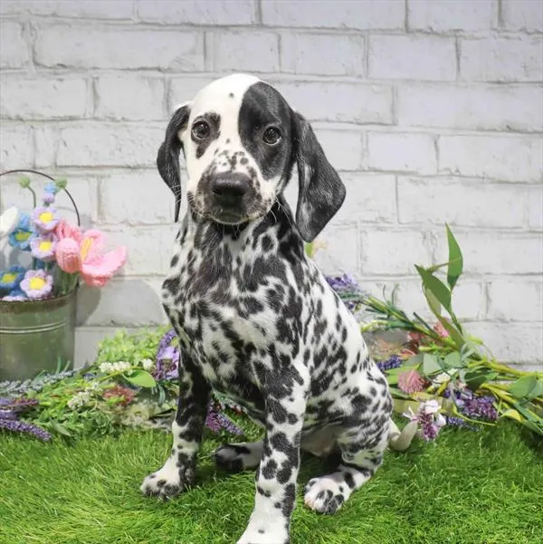 Female Dalmatian puppy named Amanda for sale at Petland Monroeville.