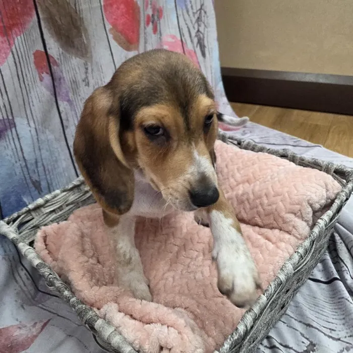 Male Beagle Puppy for Sale in Monroeville, PA