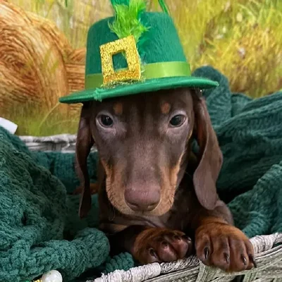 Male Dachshund Puppy for Sale in Monroeville, PA