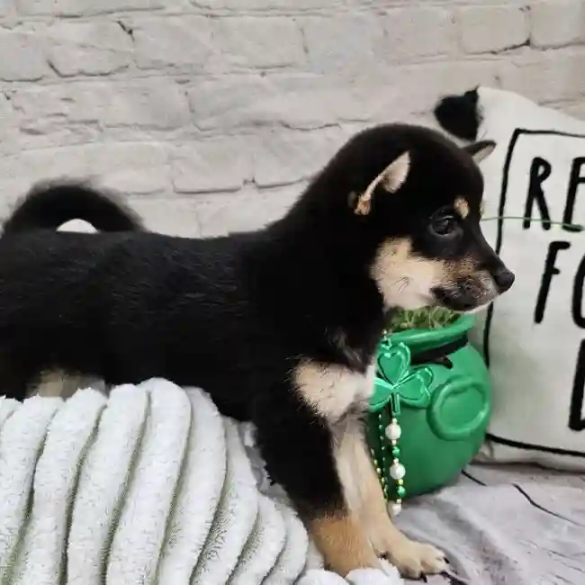 Female Shiba Inu Puppy for Sale in Monroeville, PA