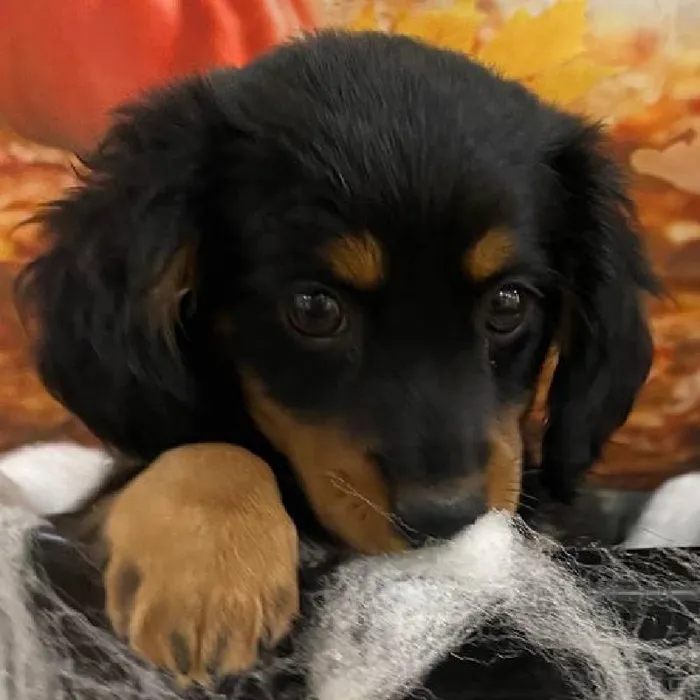 Female Dachshund-Min Pin Puppy for Sale in Monroeville, PA