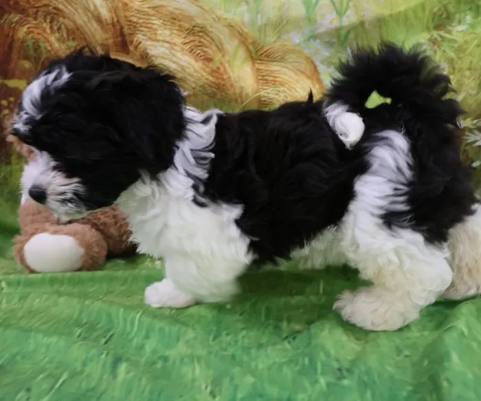 Male Teddy Bear puppy named John for sale at Petland Monroeville.