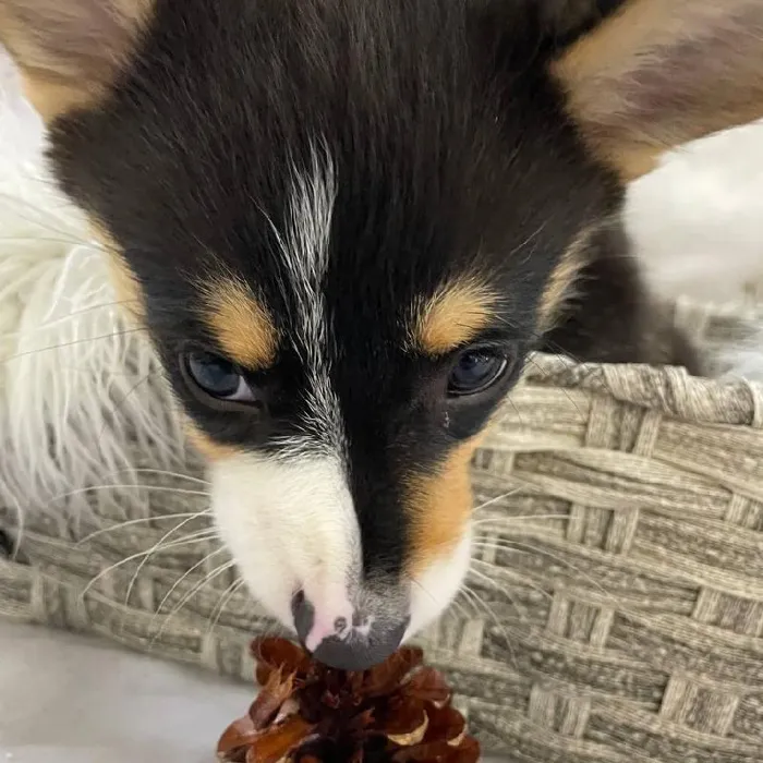 Male Pembroke Welsh Corgi Puppy for Sale in Monroeville, PA