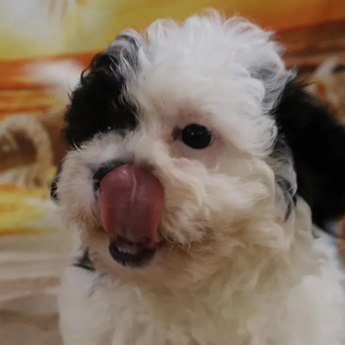 Male Teddy Bear Puppy for Sale in Monroeville, PA