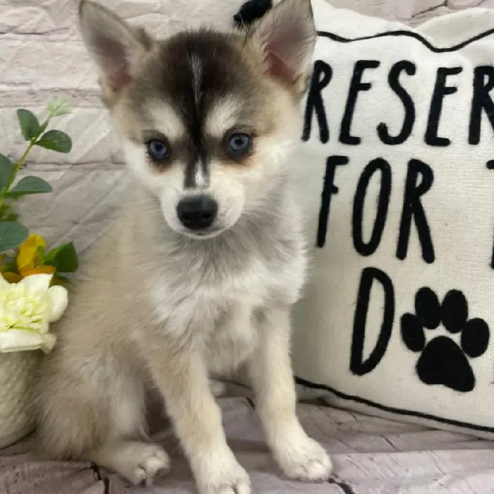 Female Alaskan Klee Kai Puppy for Sale in Monroeville, PA
