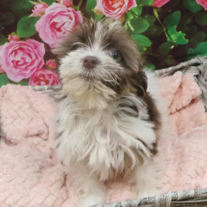 Female Havanese Puppy for Sale in Monroeville, PA