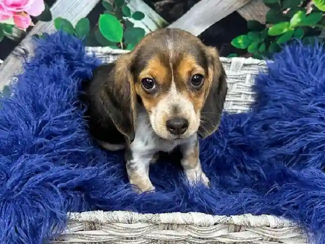 Female Beagle Puppy for Sale in Pittsburgh, PA
