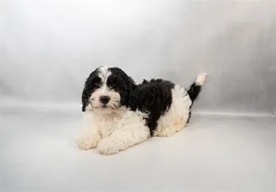 Male Teddy Bear puppy for sale at Petland Monroeville.