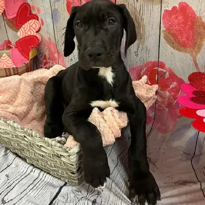 Male Great Dane Puppy for Sale in Monroeville, PA