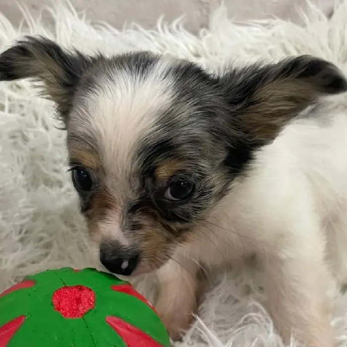Female Chihuahua Puppy for Sale in Monroeville, PA
