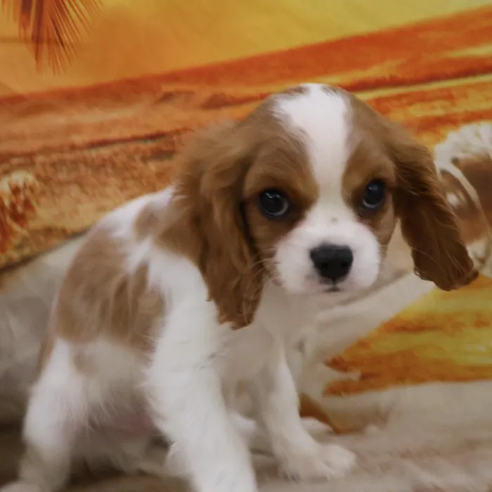 Male Cavalier King Charles Spaniel puppy named Stefan for sale at Petland Monroeville.