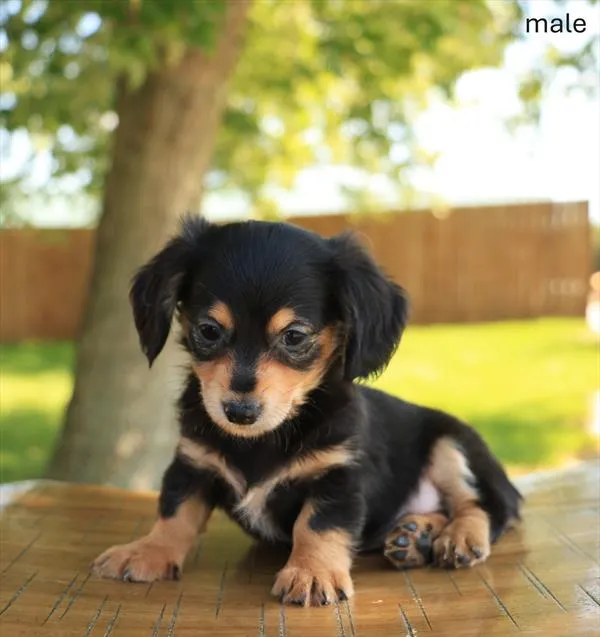 Male Chiweenie puppy named Jonathan for sale at Petland Monroeville.
