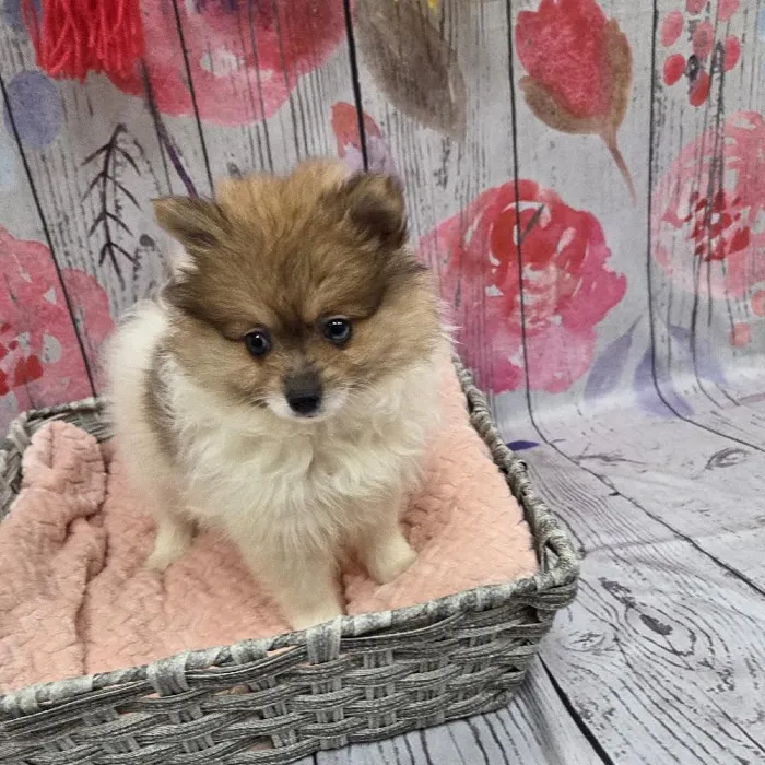 Male Pomeranian Puppy for Sale in Monroeville, PA