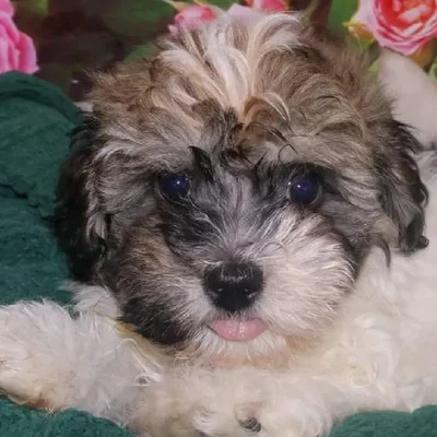 Male Havanese Puppy for Sale in Monroeville, PA