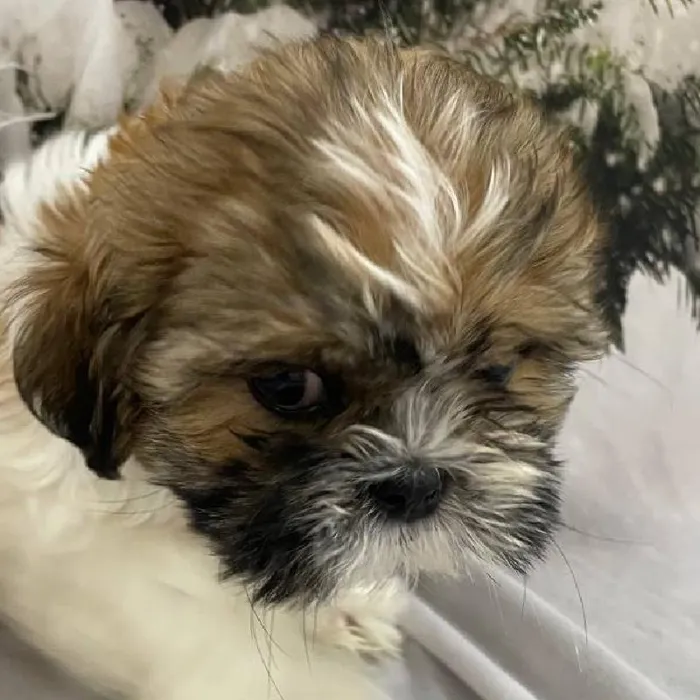 Male Shih Tzu Puppy for Sale in Monroeville, PA