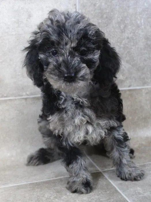 Female Cock A Poo 2Nd Gen puppy named Aurora for sale at Petland Monroeville.