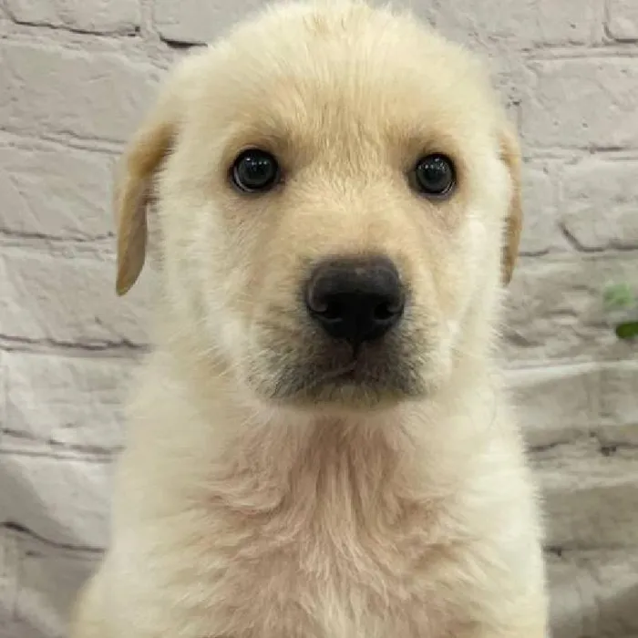 Male German Shepherd Puppy for Sale in Monroeville, PA