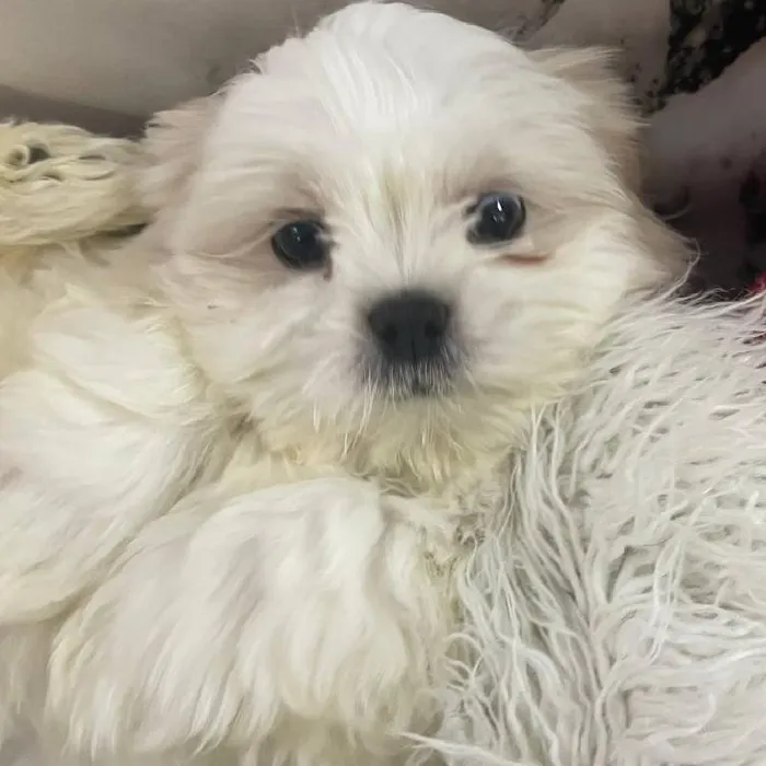 Male Shih Tzu Puppy for Sale in Monroeville, PA