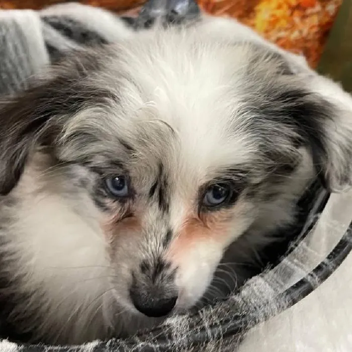 Female Miniature Australian Shepherd Puppy for Sale in Monroeville, PA