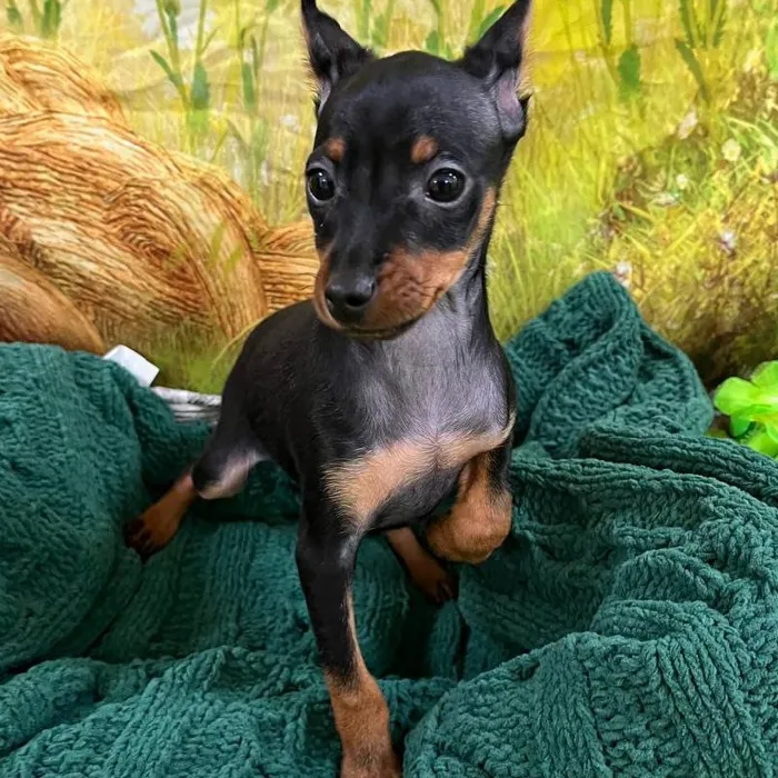 Male Min Pin Puppy for Sale in Monroeville, PA