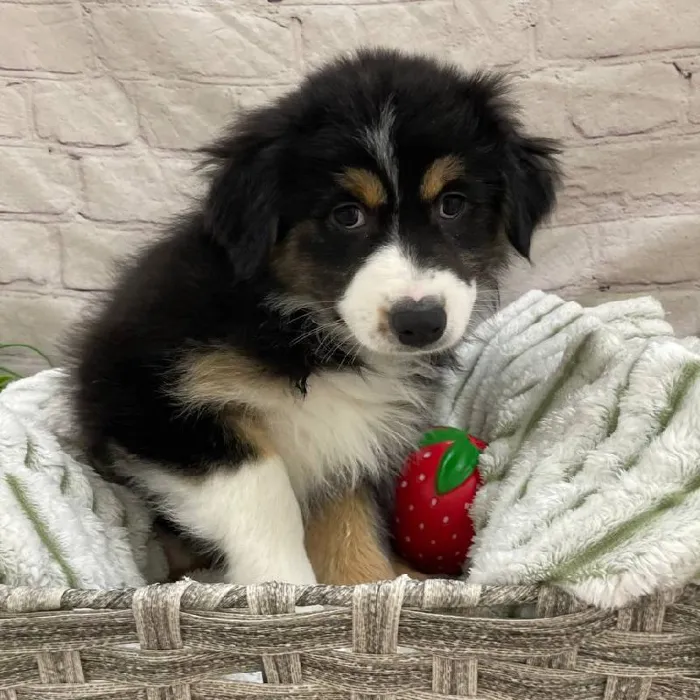 Female Australian Shepherd Puppy for Sale in Monroeville, PA