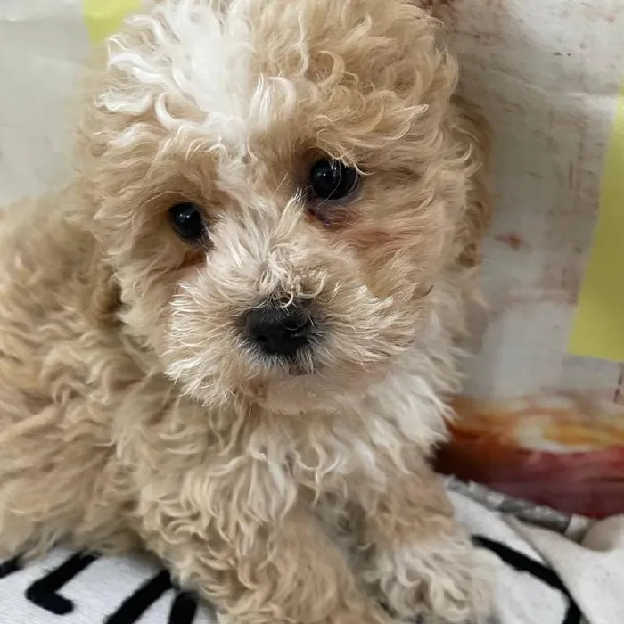 Female Teddy Bear Puppy for Sale in Monroeville, PA