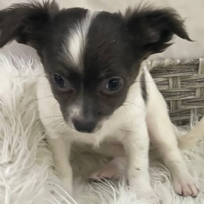 Female Chihuahua Puppy for Sale in Monroeville, PA