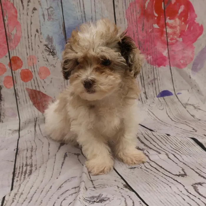 Female Shipoo Puppy for Sale in Monroeville, PA