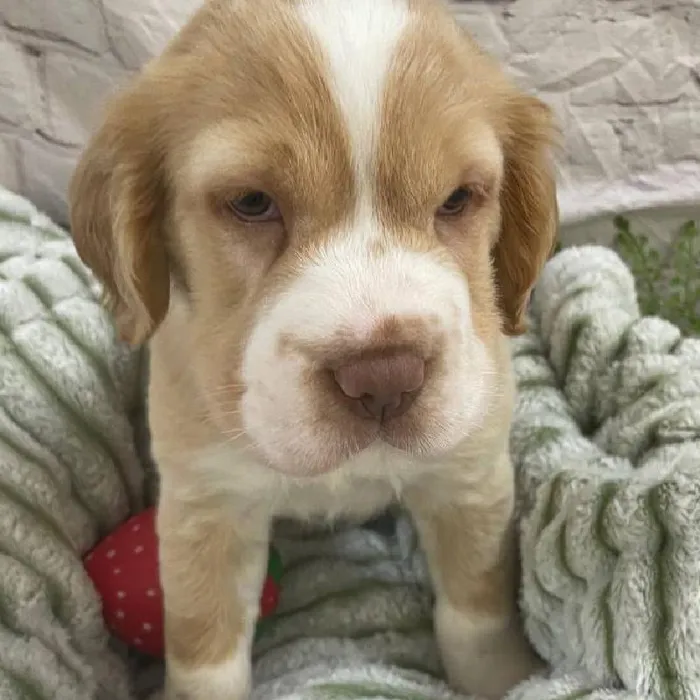 Male Mini Hippo Puppy for Sale in Monroeville, PA