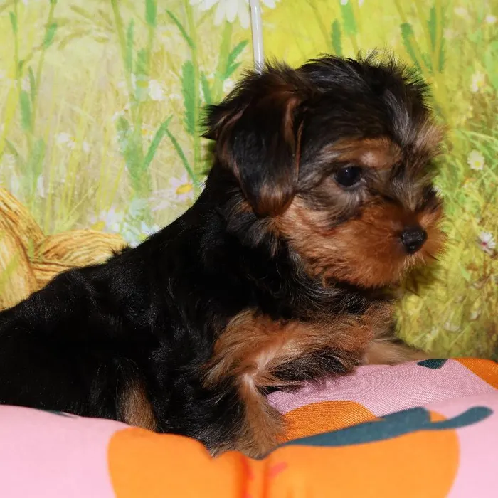 Female Yorkie puppy named Princess for sale at Petland Monroeville.
