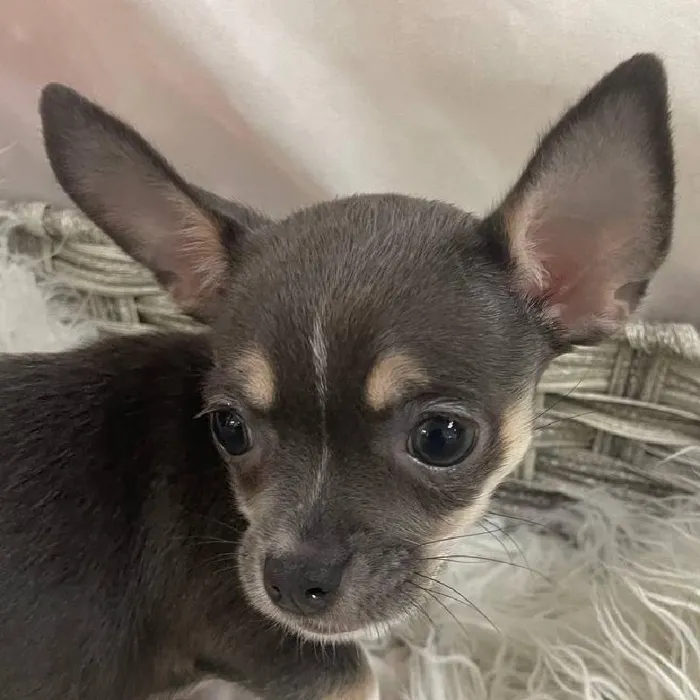 Female Chihuahua Puppy for Sale in Monroeville, PA
