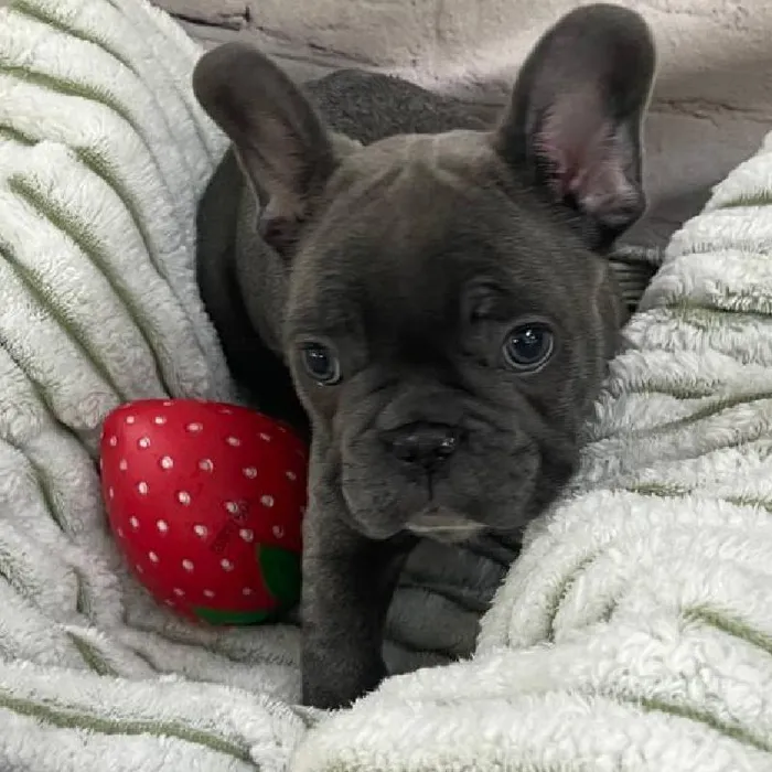 Male French Bulldog Puppy for Sale in Monroeville, PA