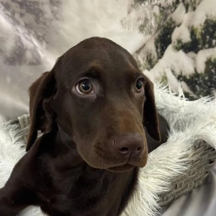 Male Labrador Retriever Puppy for Sale in Monroeville, PA