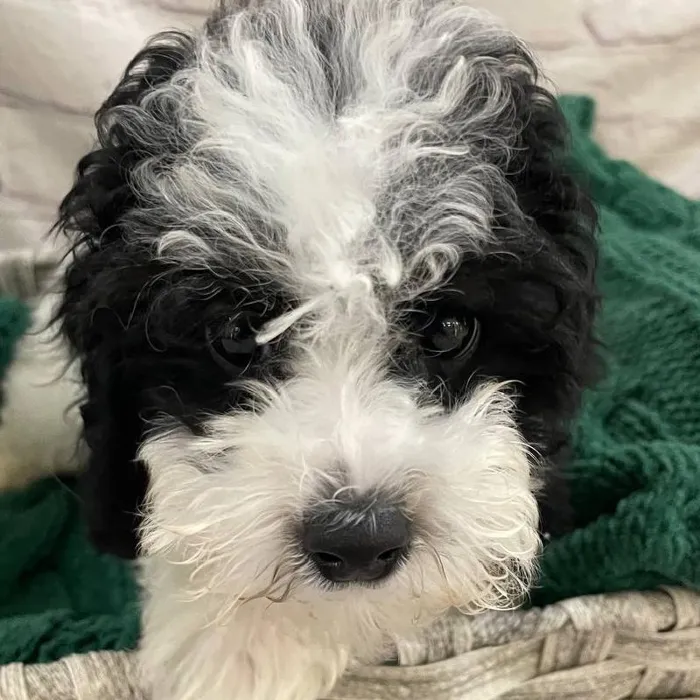 Male Mini Poodle Puppy for Sale in Monroeville, PA