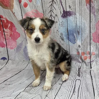 Female Miniature Australian Shepherd Puppy for Sale in Monroeville, PA