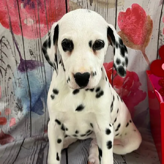 Female Dalmatian Puppy for Sale in Monroeville, PA