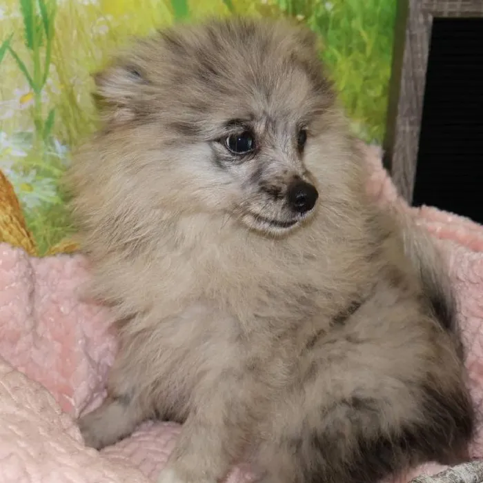 Female Pomeranian puppy named Lexi for sale at Petland Monroeville.
