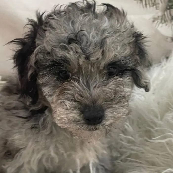 Male Mini Poodle Puppy for Sale in Monroeville, PA